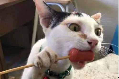 娱乐圈吃瓜猫是谁啊图片,揭秘网络红人的真实身份  第2张