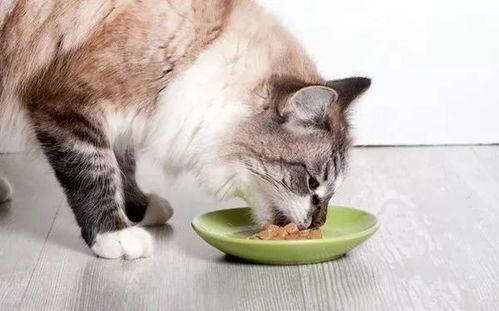 三人逗猫吃瓜视频大全免费观看,免费观看视频大全来袭！  第2张