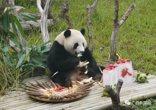 南宁动物园爆料案件最新,惊现动物逃脱事件,真相揭秘! 第3张 南宁动物园爆料案件最新,惊现动物逃脱事件,真相揭秘! 第3张