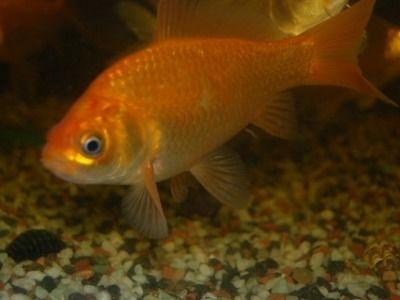 娱乐718吃瓜张金鱼,张金鱼吃瓜背后的故事